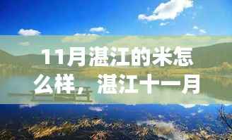 湛江十一月稻香之旅,探寻稻米之美与自然宁静