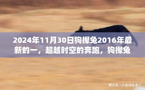 超越时空的奔跑,狗撵兔故事点燃学习激情之火的新篇章(2024年11月30日)