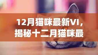 揭秘十二月猫咪最新VI设计与要点解析