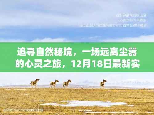 追寻自然秘境，心灵之旅与最新实时价格探秘（12月18日）