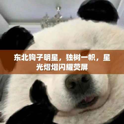 东北狗子明星,独树一帜,星光熠熠闪耀荧屏