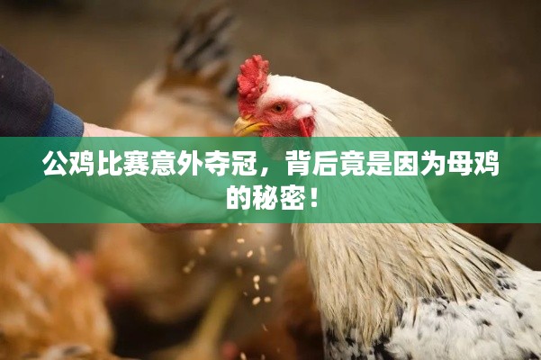 公鸡比赛意外夺冠,背后竟是因为母鸡的秘密!