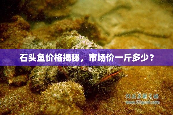石头鱼价格揭秘,市场价一斤多少?