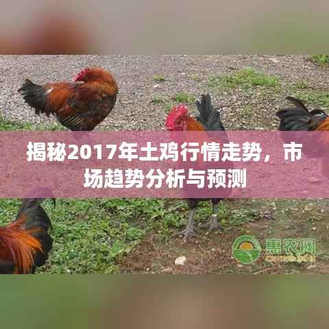 揭秘2017年土鸡行情走势,市场趋势分析与预测