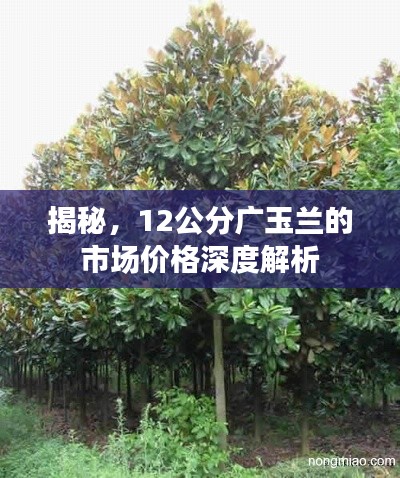 揭秘，12公分广玉兰的市场价格深度解析