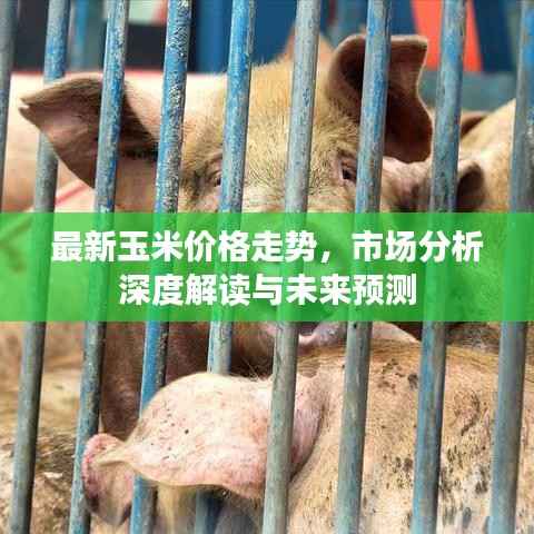 最新玉米价格走势,市场分析深度解读与未来预测