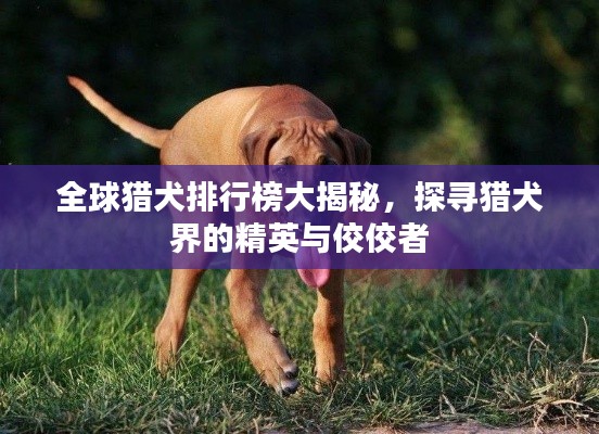 全球猎犬排行榜大揭秘,探寻猎犬界的精英与佼佼者