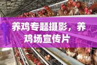 养鸡专题摄影,养鸡场宣传片