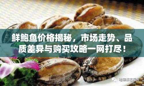 鲜鲍鱼价格揭秘,市场走势、品质差异与购买攻略一网打尽!
