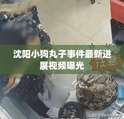沈阳小狗丸子事件最新进展视频曝光
