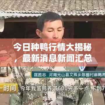 今日种鸭行情大揭秘,最新消息新闻汇总